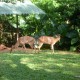 Melaka Zoo