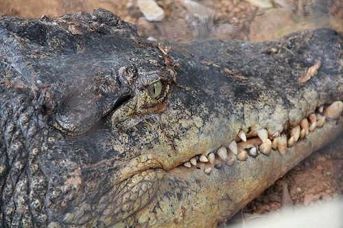 crocodile-farm-malacca