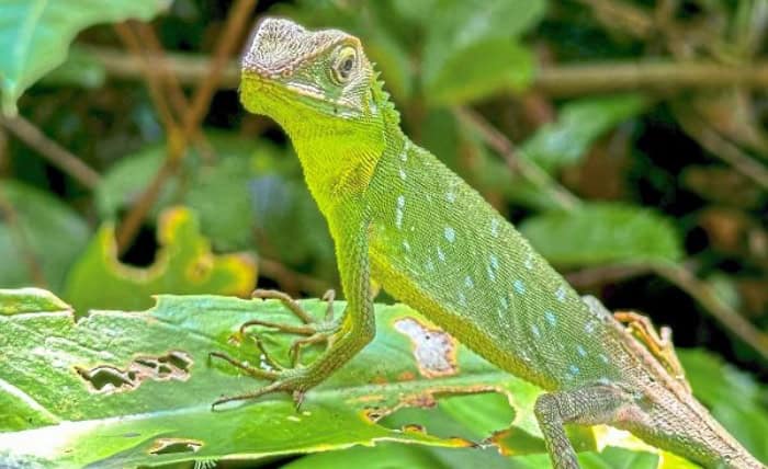 Gunung Mulu Green-Crested Lizard